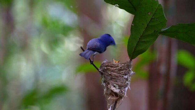 Black-naped Monarch nesting on branches feed the new born baby bird  on small tree.