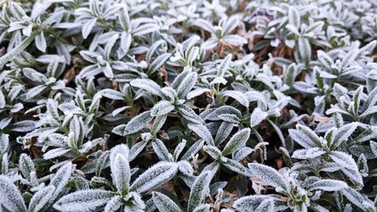 Green plants are covered with morning frost. The beauty of the surrounding environment and nature. Waiting for winter