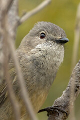 Western Golden Whistler in Western Australia
