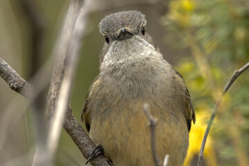 Western Golden Whistler in Western Australia