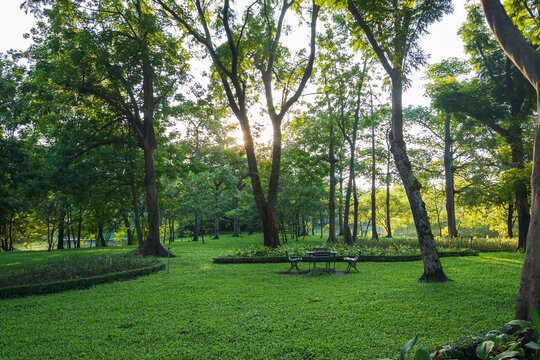 Beautiful Morning Light In Central City Park With Grass Field And Wooden Chair.