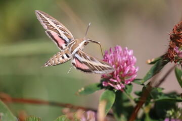striped hawk-moth hovering over a pink red flower of a red clover