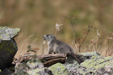 young alpine marmot sitting on some rocks in a meadow