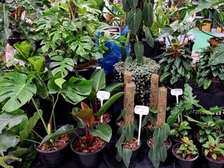 Ornamental plant store. Row of many various colorful plant on shelves display for sale in garden center.