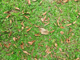 green lawn There were dry leaves falling on the field.