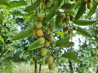 Young fruits tree, on the branch. blur background.