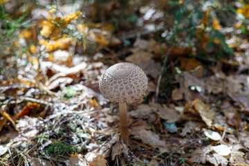 Mushroom umbrella in the autumn forest. Blurred background for the inscription