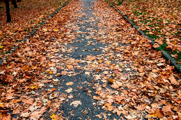 Footpath in orange fallen leaves in the park. Fallen leaves on a road through forest