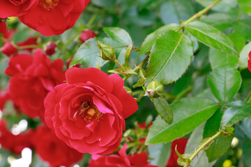 赤いバラの蜜を吸う蜜蜂