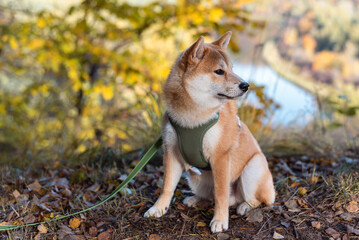 Naklejka na ściany i meble Six month old red shiba inu puppy is sitting on the hill at Gauja National Park, Latvia
