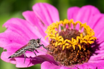 Macro focus shot of a robber fly on a pink flower petal in the garden with blur background
