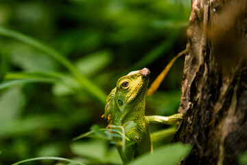 Maned Forest Lizard. Close up Green Lizard in leaf Maned forest lizard (Bronchocela jubata)