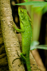 Maned Forest Lizard. Close up Green Lizard in leaf Maned forest lizard (Bronchocela jubata)