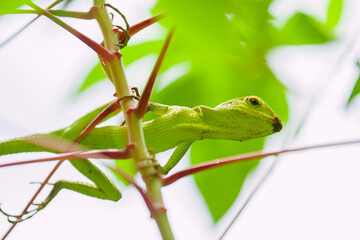 Maned Forest Lizard. Close up Green Lizard in leaf  (Bronchocela jubata)	