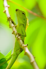 Maned Forest Lizard. Close up Green Lizard in leaf Maned forest lizard (Bronchocela jubata)