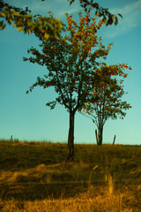 Beautiful tree in country side , Germany.