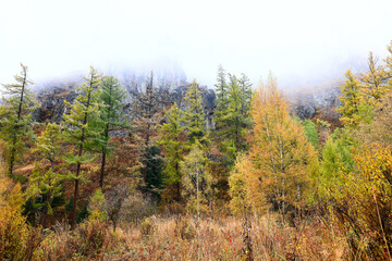 Fototapeta premium scenery yellow larch beautiful autumn forest, ecology climate change
