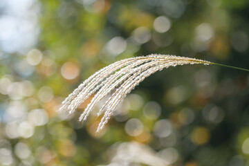 逆光でキラキラと黄金色に輝くすすきの穂。もうすぐ冬が近い。