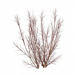 Obraz premium bush isolated on white background, 3D illustration, cg render
