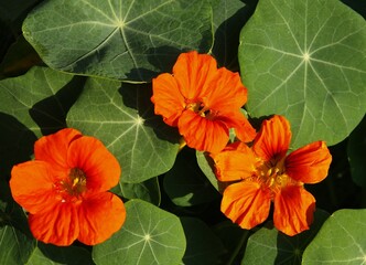 orange flowers of tropacolum plant close up