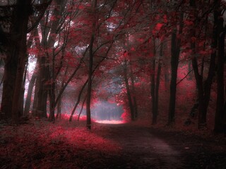 Fototapeta premium Fantasy forest in the fog in pink colours. Autumn forest in the morning. Mysterious woods.