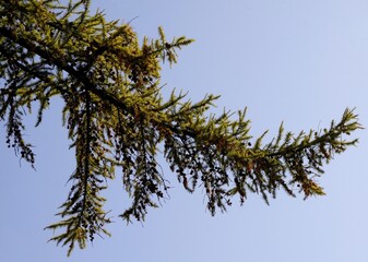 branch of larch tree with cones on blue sky background