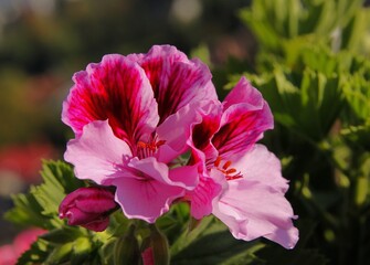 multicolor red,pink,purple flowers of geranium potted plant in summer - obrazy, fototapety, plakaty