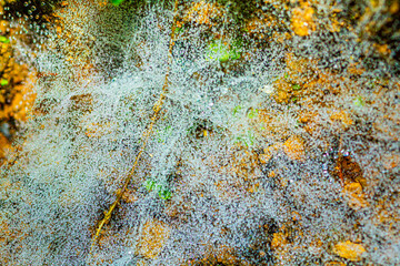 Spider Web textures