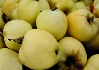 multicolor various tasty apples close up