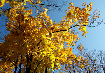 maple tree with yellow leaves at autumn