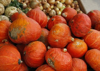 various multicolor pumpkins as tasty vegetable