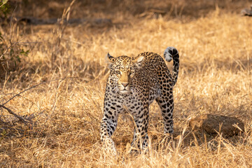 Male leopard ( Panthera Pardus) walking, Sabi Sands Game Reserve, South Africa.