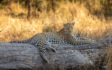 Male leopard ( Panthera Pardus) relaxing on a trunk, Sabi Sands Game Reserve, South Africa.