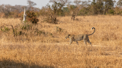 Obraz na płótnie Canvas Male leopard ( Panthera Pardus) walking, Sabi Sands Game Reserve, South Africa.