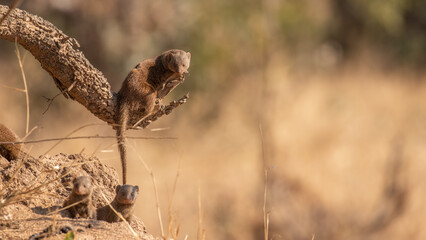 Common dwarf mongoose (Helogale parvula), Sabi Sands Game Reserve, South Africa.