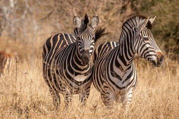 Obraz na płótnie Canvas Two zebra in a herd of plains zebra, equus quagga, equus burchellii, common zebra, Sabi Sands Game Reserve, South Africa.