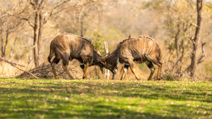 Fototapeta premium two young male lowland nyala ( Tragelaphus angasii) fighting, Sabi Sands Game Reserve, South Africa.