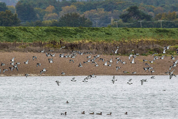 oystercatchers flying over lake