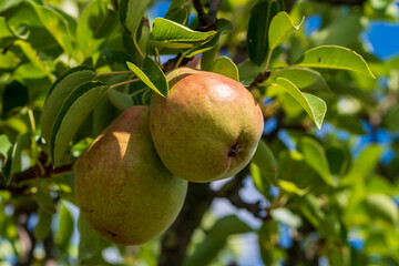 Reife rote Birnen an einem Zweig