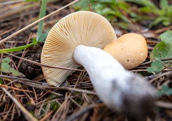 Toadstool mushroom grows in the ground in the forest.