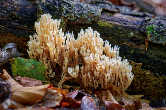 Mushroom ramaria close-up in the forest. Coral fungi near the old driftwood