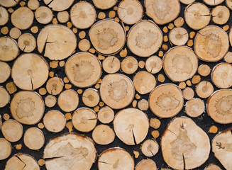 Decorative wall made of large end saw cuts of birch and small trees of other species