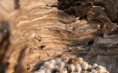 Closeup of wasp over the nest at sunset