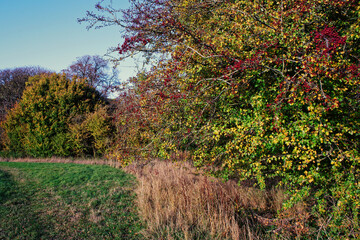Autumn Hedgerows with  Berries
