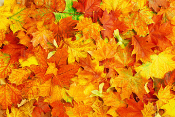 Naklejka na ściany i meble Autumn season. Lots of assorted Yellow and bright orange autumn leaves flat lay on blue. Thanksgiving, fall sale time concept full frame. Foliage pattern background