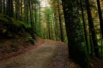 Obraz premium path in the forest