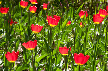 red tulips in the garden