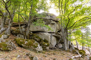 moss growing on rocks and tree trunks in the Castanar El Tiemblo, Avila (Spain)