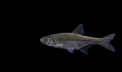 Schneider, spirlin, bleak, riffle minnow (Alburnoides bipunctatus)