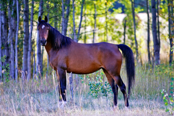 Beautiful Bay Arabian Mare standing at pasture by trees, looking.